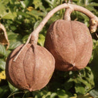 Krappa/Andiroba Olie (Koudgeperst & Ongeraffineerd)